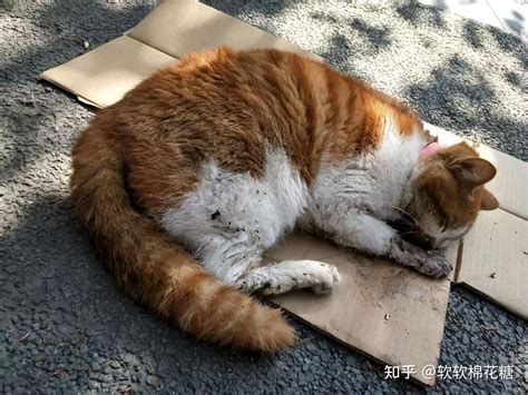 猫死了|猫咪死后不能埋，铲屎官应该要知道